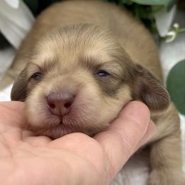 Carson - Cream male Dachshund puppy in Exeter, California from Sawtooth Miniature Dachshunds