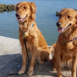 Golden Retriever All Grown Up from Brigadoon Goldens