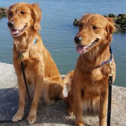 Golden Retriever All Grown Up from Brigadoon Goldens
