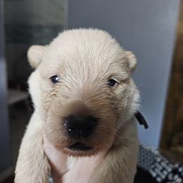 Black collar - Wheaten male Scottish Terrier puppy in Seligman, Arizona from Magnum Scottish Terriers