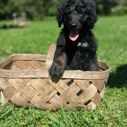 Yellow - Black male Goldendoodle puppy in Midland, North Carolina from Alger Farm, LLC