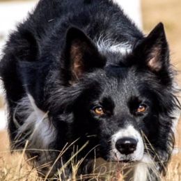 Border Collies from Luna Roo Farm