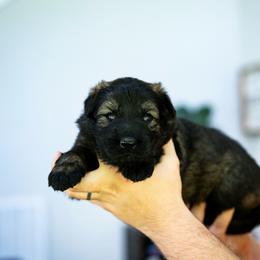 Pink collar - Sable female German Shepherd puppy in Portland, Tennessee from Howixx German Shepherds