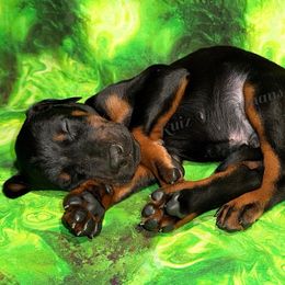 Yellow - Black and rust male Doberman Pinscher puppy in Louisville, Kentucky from Ruiz Dobermans