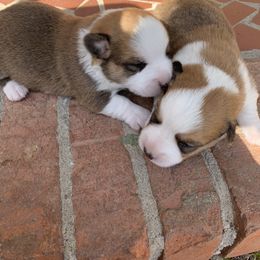Cardigan Welsh Corgi Puppies from Luxe Cardigan Welsh Corgis
