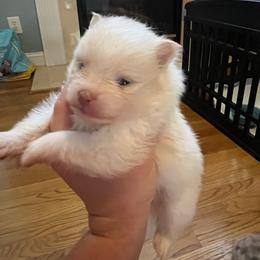 Bruce - Cream parti male Pomeranian puppy in Randleman, North Carolina from Luxurious Poms