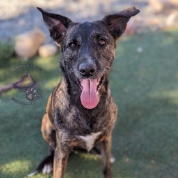 Jinx - Brindle female Xoloitzcuintli puppy in Apple Valley, California from Barefoot Xoloitzcuintle