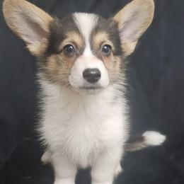Smore - boy - 7th born - White and black male Pembroke Welsh Corgi puppy in Tomball, Texas from Larsen Loved Corgis