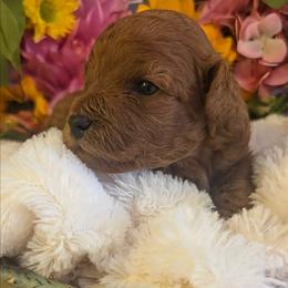 Mercedes - Red female Cavapoo puppy in Gunnison, Utah from Curls and Camo Pups