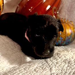 Lana - Black female Scottish Terrier puppy in Crossville, Tennessee from Cavern Kennels