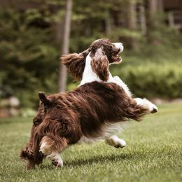 English Springer Spaniel Puppies from Foxboro Farm