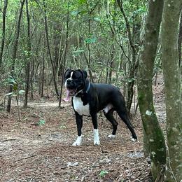 Bruno - Boxer