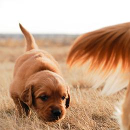 Golden Retriever Puppies from Summit Canine Breeding