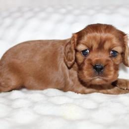 Girl 3 - Ruby female Cavalier King Charles Spaniel puppy in Fredericksburg, Ohio from Timshell Farm Specialty Crossbreed Puppies