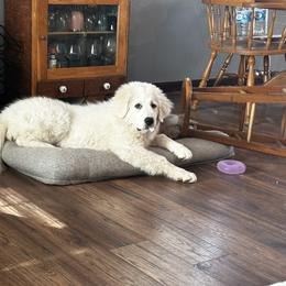 Great Pyrenees Puppies from Outlaw Acres Farm & Kennels