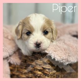 Piper - Blenheim female Cavachon puppy in Smoot, Wyoming from Designer Mountain Mutts