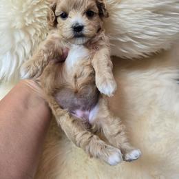 Leslie - Apricot female Maltipoo puppy in Washington from Mt.BakerPoodles&Doodles