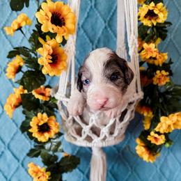 Apache - White and blue merle male Bordoodle puppy in Elizabeth City, North Carolina from Howdy Doodles