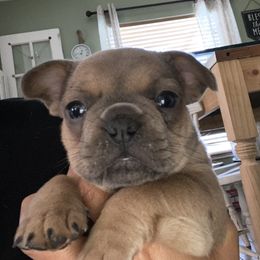 French Bulldog Puppies from Heather's Frenchies