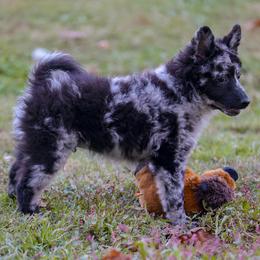 Boy 3 - male Mudi puppy in Gatlinburg, Tennessee from Greenbrier