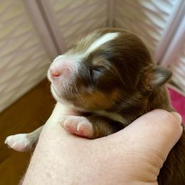 Birch - Red tri male Miniature Australian Shepherd puppy in Gatesville, Texas from Southern Promise Aussie’s