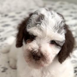 Boy 2 - Poodle puppy in Stuart, Florida from AKC/Excellent + Good OFA Sweet Delightful Poodles