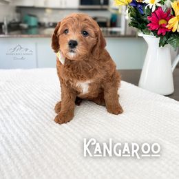 Bernedoodle and Cavapoo Puppies from Wonderful World Doodles