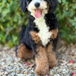 Piper - Bernedoodle