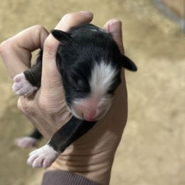 Ginger - Black tri female Miniature American Shepherd puppy in Bayard, Nebraska from Puppies by Alies