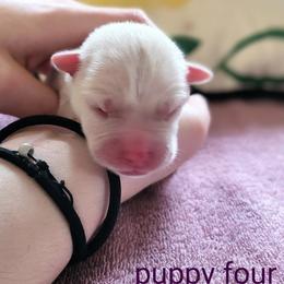 Pomsky Puppies from Nebula Ranch Pomskies