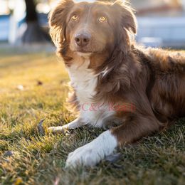 Akila - Australian Shepherd