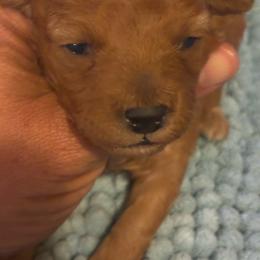 Dark red girl - Red  female Poodle puppy in Burien, Washington from South Sound Doodles