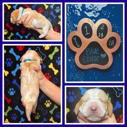 Blue collar - Lemon and white male Basset Hound puppy in Hamilton, Indiana from Cam’s Country Bassets