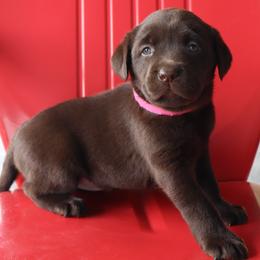 Sky - Chocolate female Labrador Retriever puppy in Camden, Indiana from Camden's Caring Canines