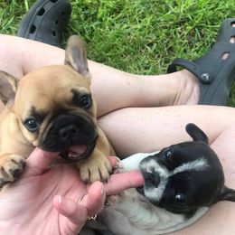 French Bulldogs from Home Grown Frenchies