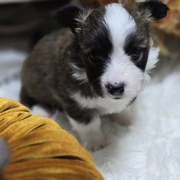 JEWELS-FLUFFY - Sable female Pembroke Welsh Corgi puppy in Walker, Iowa from Double K Corgis