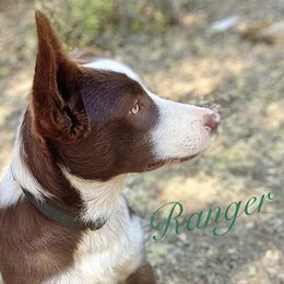 Ranger - Border Collie