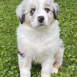 Australian Shepherd Puppies from Bedtime Story Australian Shepherds