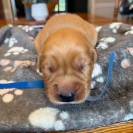Blue boy - Golden male Golden Retriever puppy in Macy, Indiana from Macy Golden Meadows
