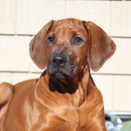 Rhodesian Ridgeback Puppies from Supernova Ridgebacks