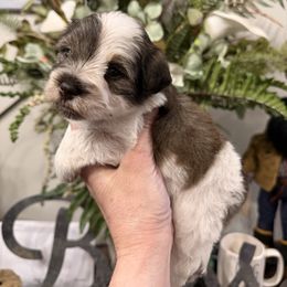Pumpkin - Parti female Miniature Schnauzer puppy in Silver Creek, Mississippi from Mamie’s Minis, LLC