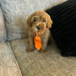 Red - Buff male Cockapoo puppy in Maurice, Louisiana from Cajun Cockapoo’s