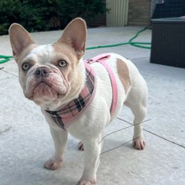 Miss Cleo - French Bulldog