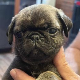 Puppy 1 - Brindle male Pug puppy in Salem, Oregon from Loda's Pugs