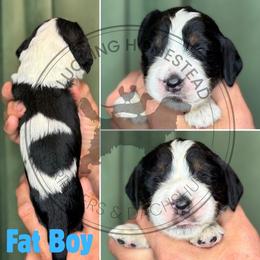 Fat Boy - Black white and tan male English Springer Spaniel puppy in Fond Du Lac, Wisconsin from Clucking Homestead Springers & Dachshunds