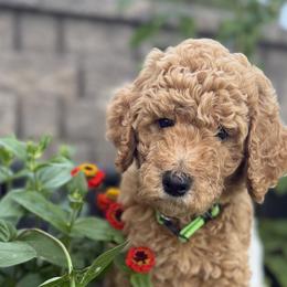 Goldendoodles from Deszy’s Goldendoodle Pups