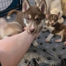 Brownie - Red and white female Siberian Husky puppy in Caribou, Maine from Northlane Siberians