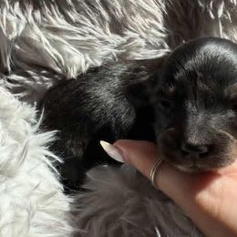 Dachshunds from Mustard Creek Daucshunds