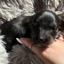 Dachshunds from Mustard Creek Daucshunds