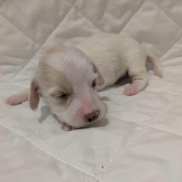 8 cream piebald - Cream female Dachshund puppy in Central Point, Oregon from MRS Long Dog Ranch